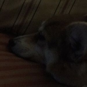 Meet your Posher, Susan